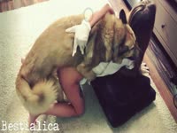 Kinky dog lover enjoys rough zoophilia action